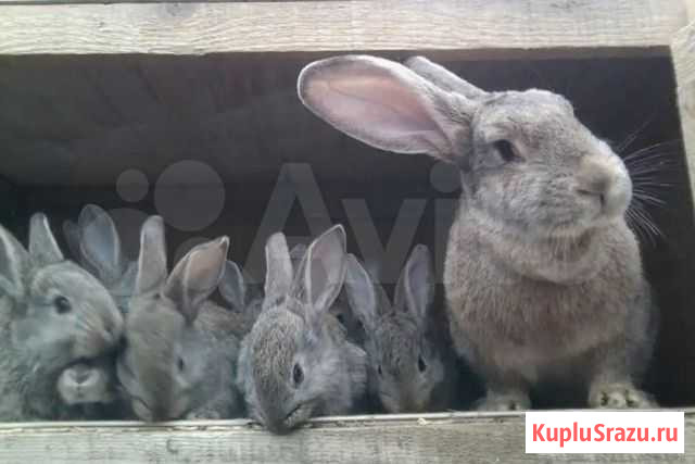 Кролики серый великан Комсомольское - изображение 1