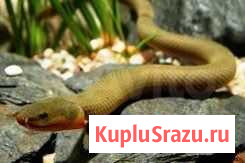 Каламоихт калабарский Омск - изображение 1