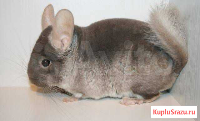 Шиншилла + клетка Сковородино - изображение 1