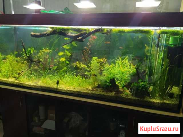 Аквариум 840л. с тумбой Краснодар - изображение 1