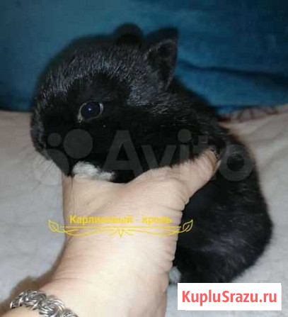 Карликовый крольчёнок Липецк - изображение 1