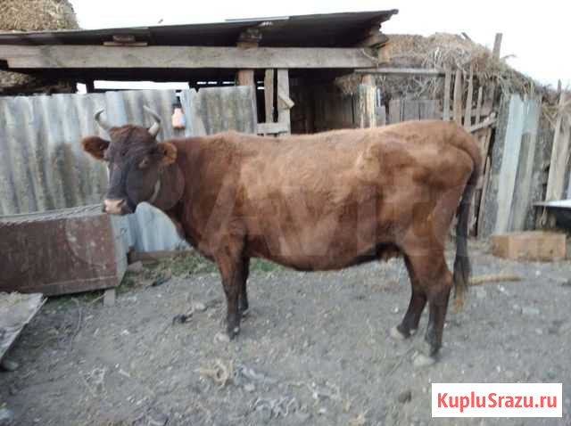 Корова Тел?нка нету на откорме Аксай - изображение 1