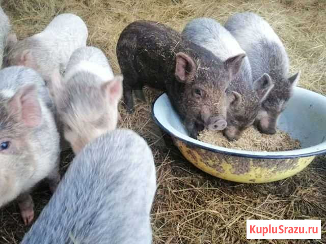 Поросята кармалы кабанчики Ижевское - изображение 1