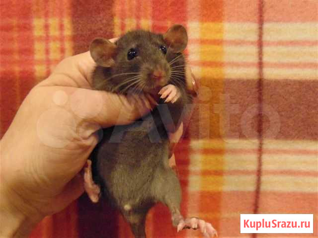 Крысы, крысята дамбо, стандарт, клетки Санкт-Петербург - изображение 1