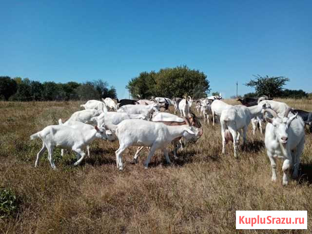 Молочные козы Панино - изображение 1