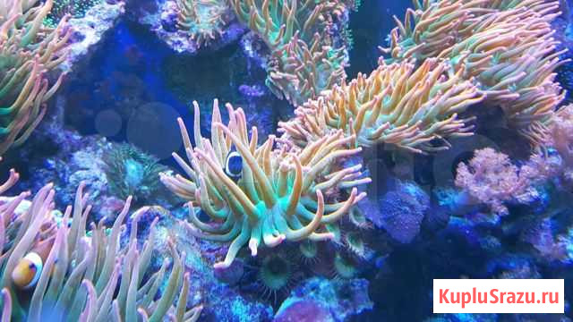 Продам актинию для морского аквариума Воронеж - изображение 1