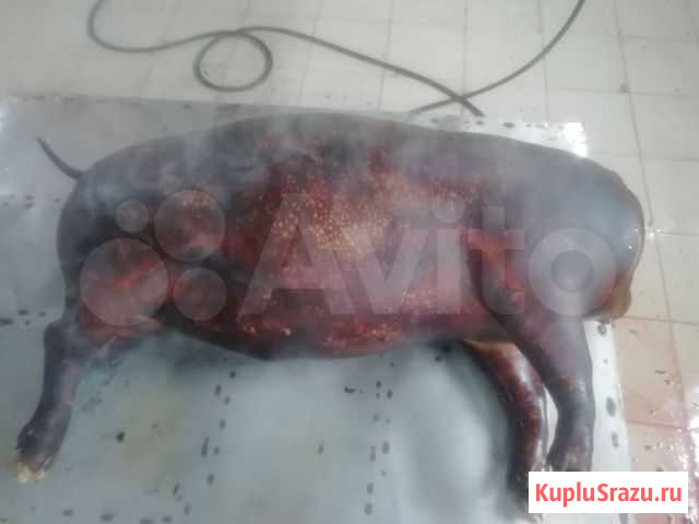 Фермерское мясо Кемерово - изображение 1