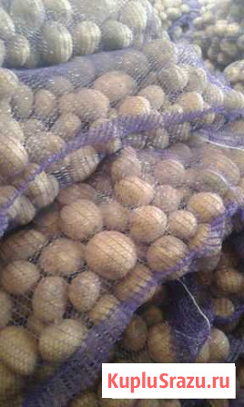 Картофель Белгород - изображение 1