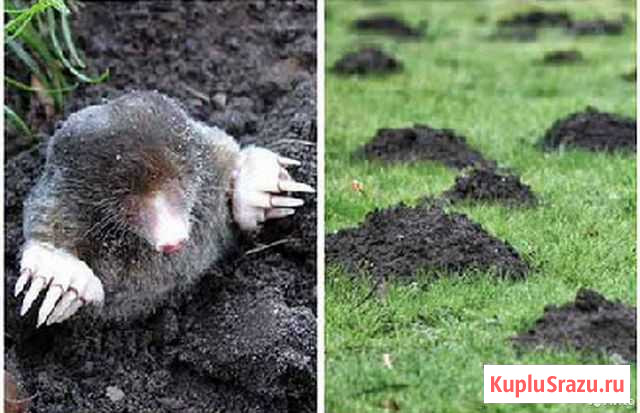 Борьба с кротами Калининград - изображение 1