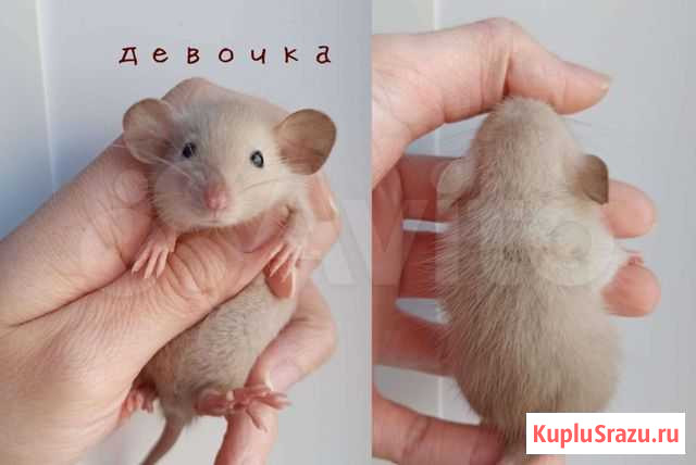 Крыса. Крысята Дамбо, 1месяц Москва - изображение 1