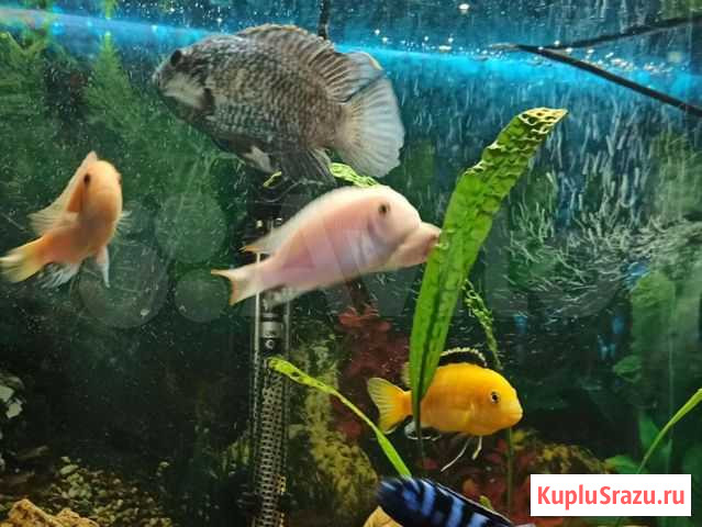Псевдотрофеус красная зебра взрослый самец Курган - изображение 1