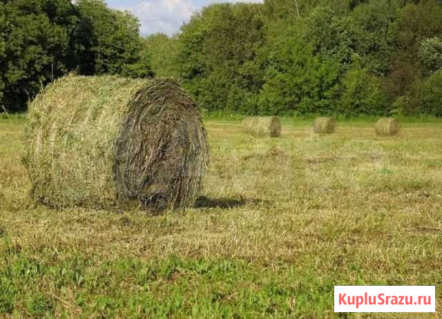 Сено в рулонах Бутка - изображение 1