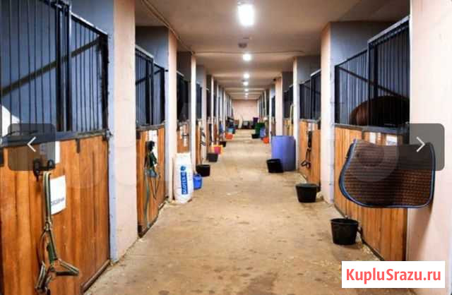 Кск Black horse приглашает на постой Володарского - изображение 1