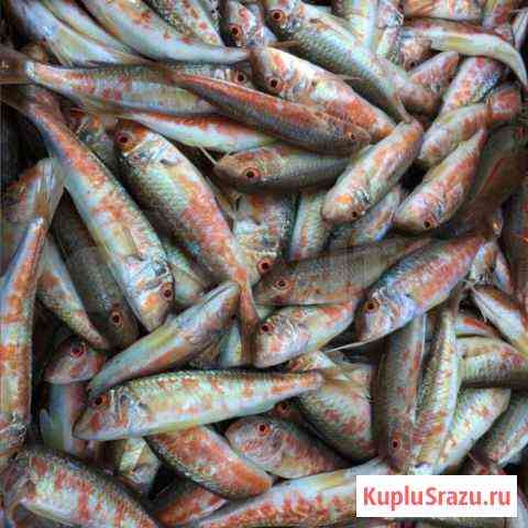 Рыба барабулька Шепси