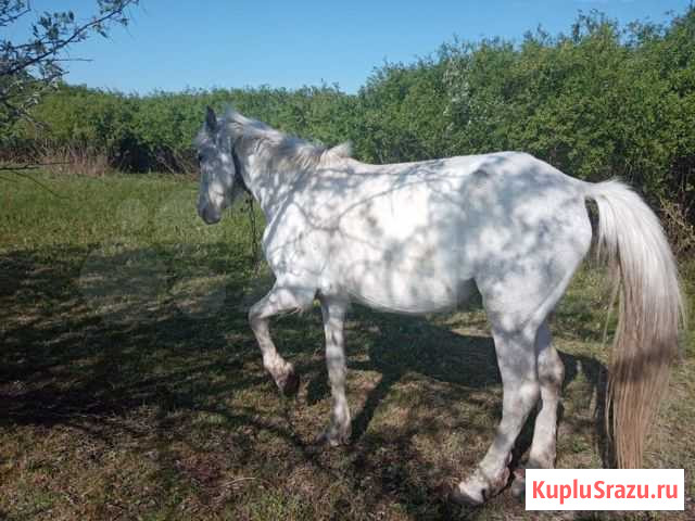 Лошадь Карасук - изображение 1