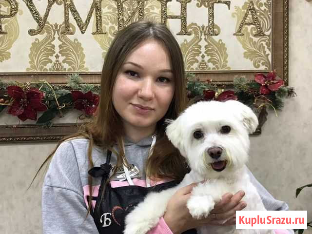 Груминг Стрижка собак Шуя - изображение 1