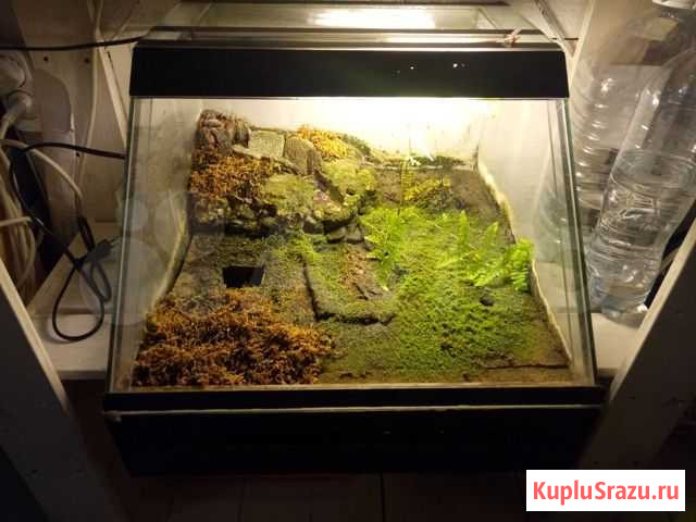 Террариум с водопадом Ватутинки - изображение 1