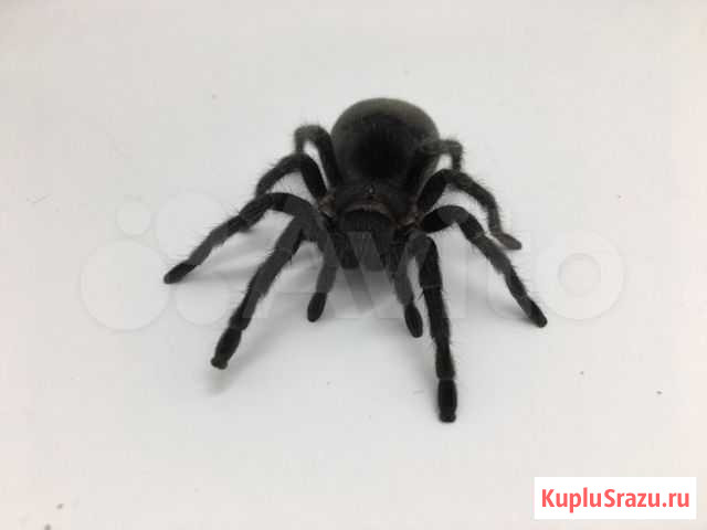 Паук Grammostola pulchra Москва - изображение 1