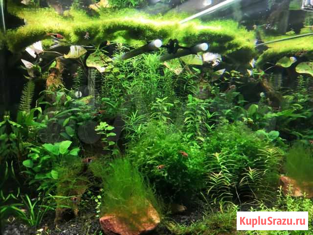 Аквариумные растения Кострома - изображение 1
