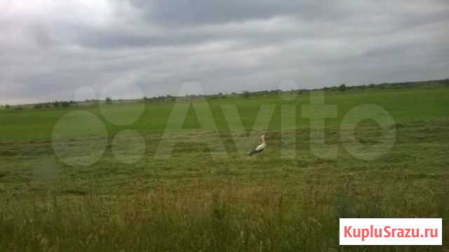 Сено, солома Запрудня - изображение 1