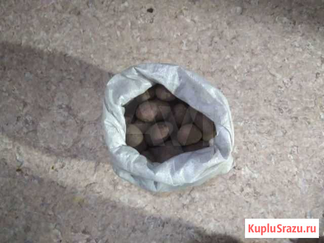 Картофель Курган - изображение 1