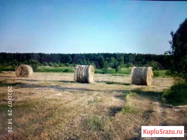 Продам сено Алексеевка - изображение 1