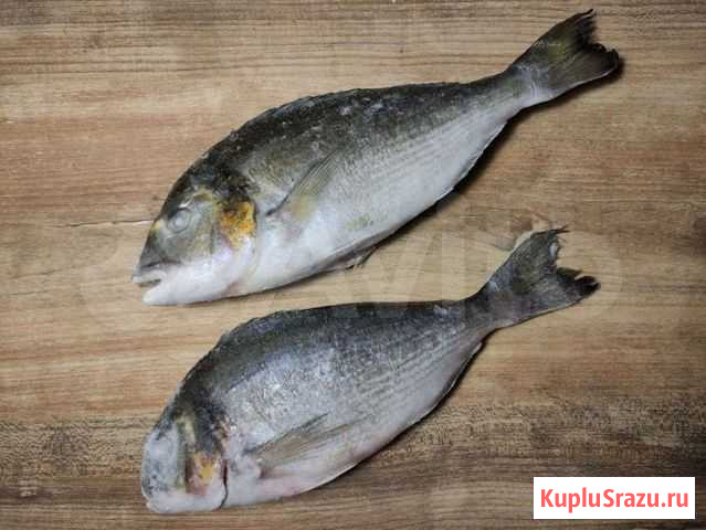 Рыба дорадо, 1кг Сочи - изображение 1