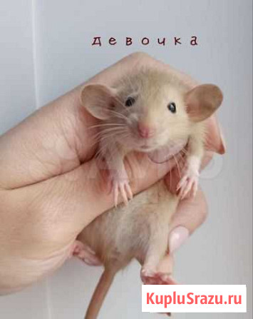 Крыса. Крысята Дамбо. Сиам, норка и другие Москва - изображение 1