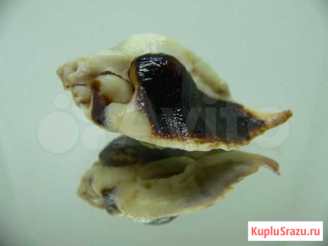 Морская раковина (ракушка) - Jaton decussatus Владивосток - изображение 1