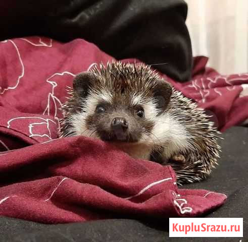 ?жик африканский Кашира - изображение 1