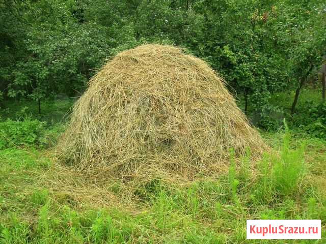 Сено Кинешма - изображение 1