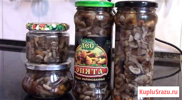 Опята маринованные Кемерово - изображение 1