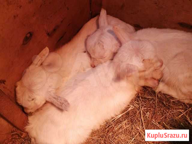 Козочки от 0 до 1-го года Белоозёрский - изображение 1