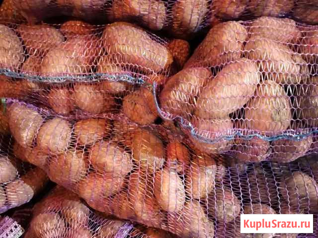 Картофель Гала и Розара Иркутск Комсомольск-на-Амуре - изображение 1