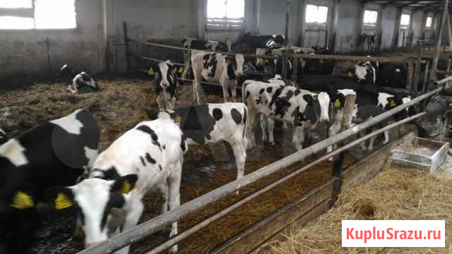 Телята С хозяиства Мясные Новониколаевский - изображение 1