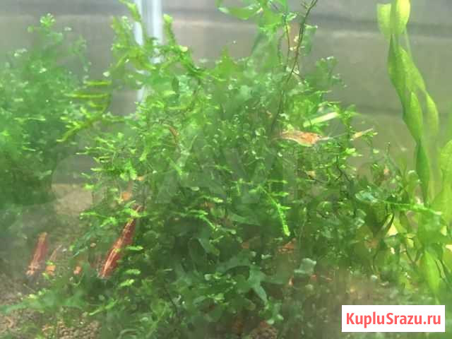 Креветки вишни Оренбург - изображение 1