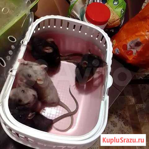 Крысята самцы рексы, гладкий, дамбо, стандарт, дос Москва - изображение 1