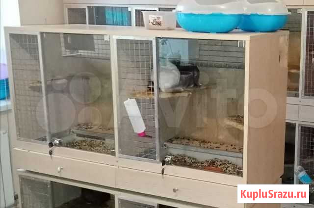 Витрина для содержания шиншилл, кроликов, грызунов Гаврилов-Ям - изображение 1