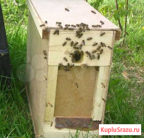 Продам пчелосемьи, пчелопакеты Залесово - изображение 1