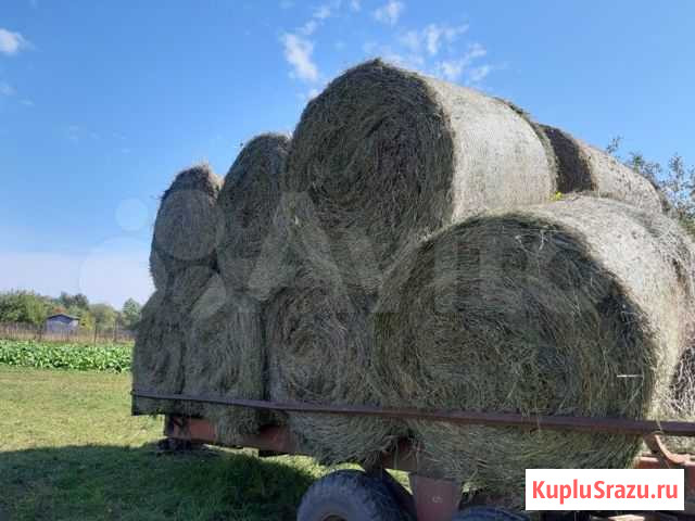 Сено, бесплатная доставка по району Красные Четаи - изображение 1