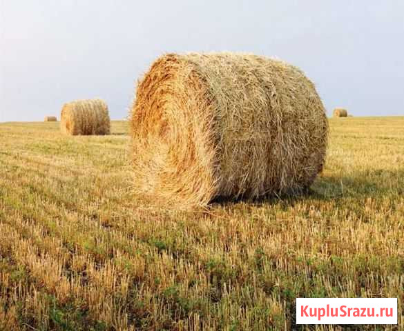 Сено в тюках Калуга - изображение 1