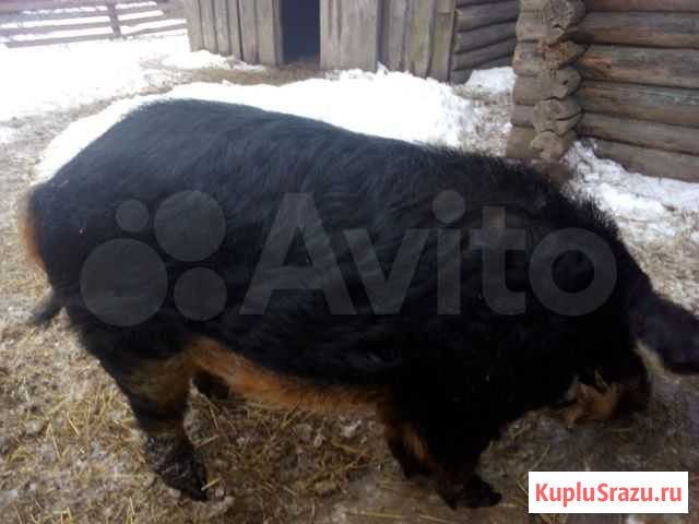 Продам хряка венгерской мангалицы Буй - изображение 1