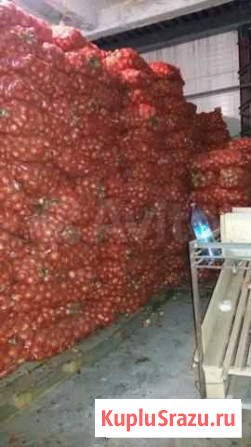 Лук репка Барнаул - изображение 1