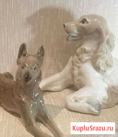 Спаниэль лфз Иваново - изображение 1