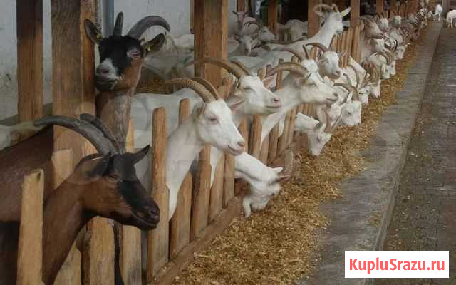 Комбикорм К-85 для коз 28кг Домодедово - изображение 1