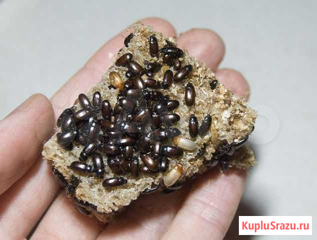 Знахарь жук Иркутск - изображение 1