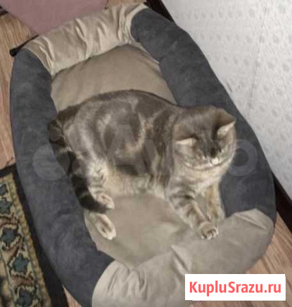 Лежанка Тюмень - изображение 1