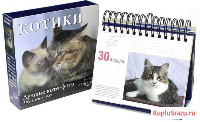 Универсальный календарь Котики. Лучшие кото-фот Екатеринбург - изображение 1