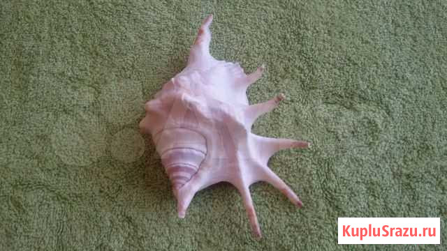 Ракушка большая Щёлково - изображение 1