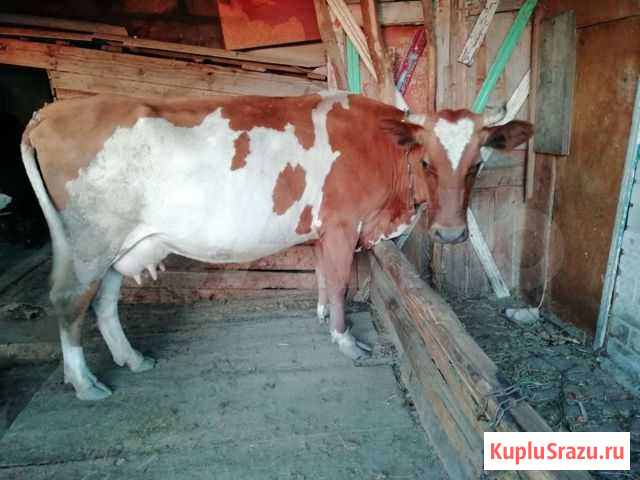 Корова Благодарный - изображение 1